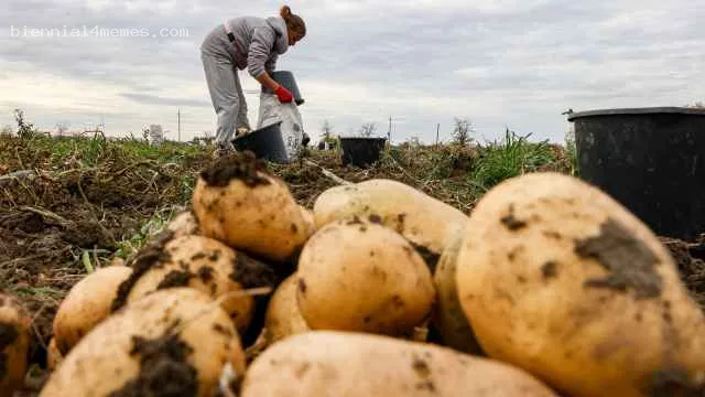 
								России грозит дефицит картофеля: правительство констатировало обвал урожая почти на 20%
			